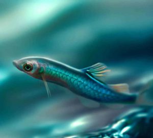 Faszinierende Fakten über Drachenfische FischWissensforum